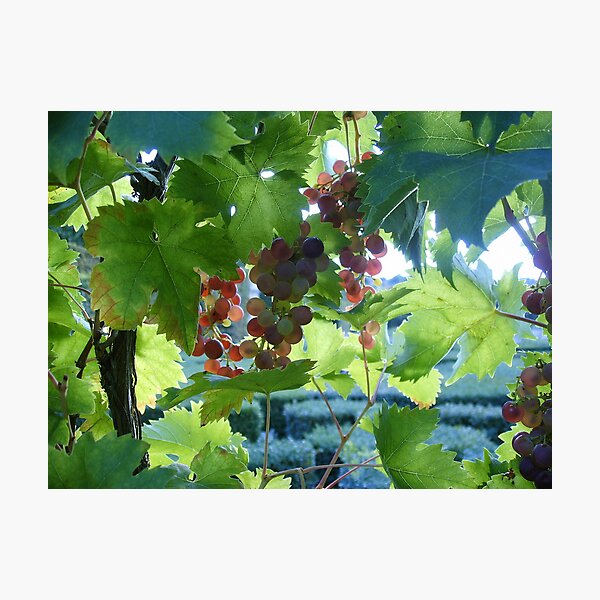Item preview, French Grapes designed and sold by MeredithS.