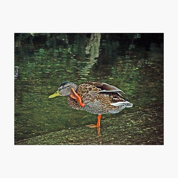 “What d’you say, Duck?” Photographic Print