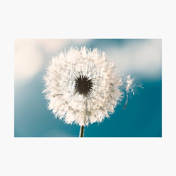 Flower - Taraxacum Officinale Photographic Print