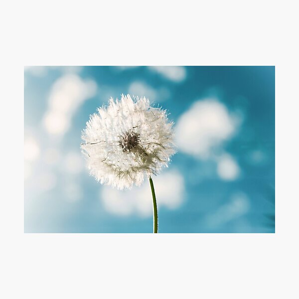 Flower - Taraxacum Officinale Photographic Print