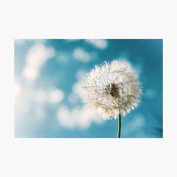 Flower - Taraxacum Officinale Photographic Print