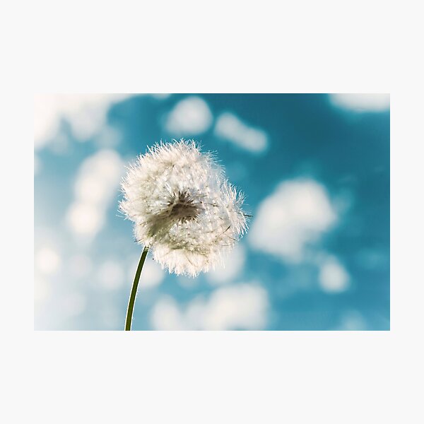 Flower - Taraxacum Officinale Photographic Print