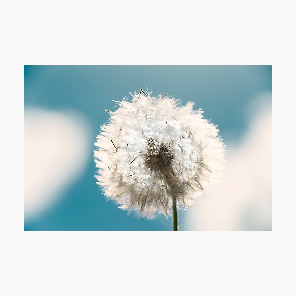 Flower - Taraxacum Officinale Photographic Print