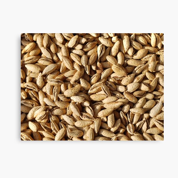 Food - Yummie almonds Canvas Print