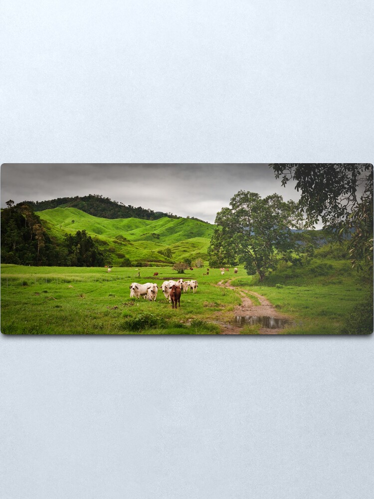 Alternate view of Greenfields,O'Çonnell River, Qld Metal Print