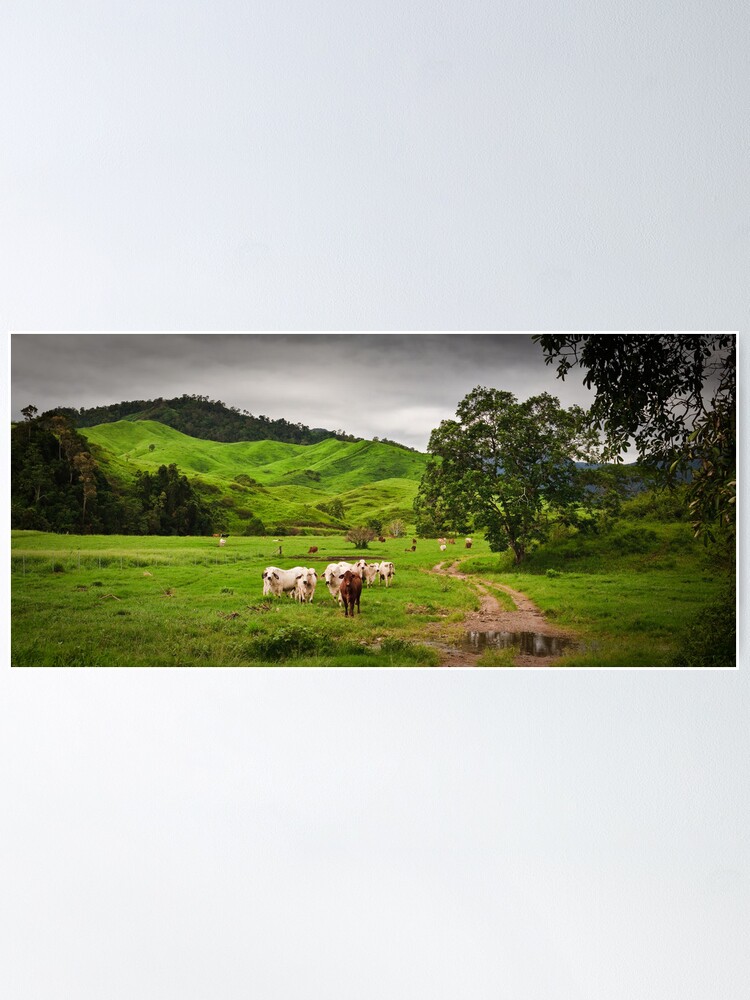Alternate view of Greenfields,O'Çonnell River, Qld Poster