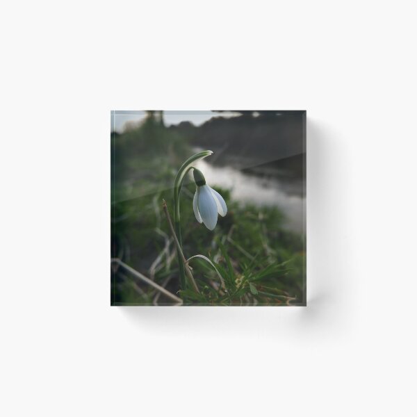 Item preview, Snowdrop (Galanthus) designed and sold by IOMWildFlowers.