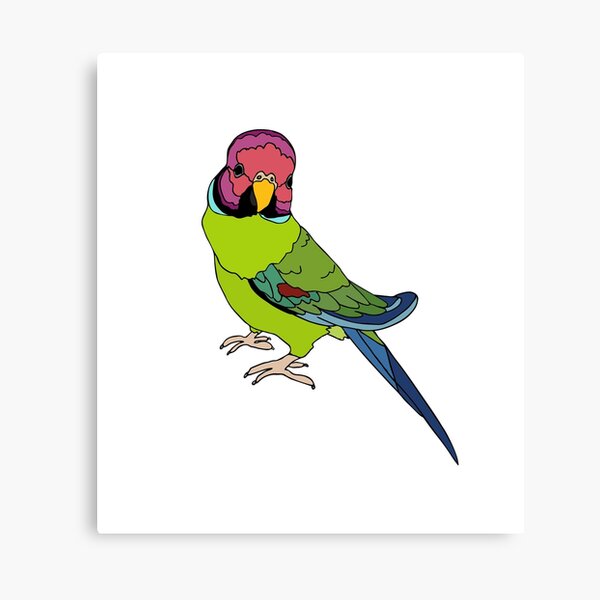 Plum Headed Parakeet Wall Art Redbubble