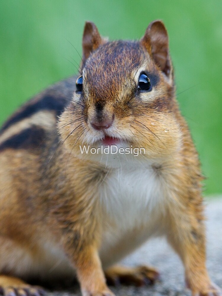 Thumbnail 4 of 4, iPhone Case, Chipmunk designed and sold by WorldDesign.