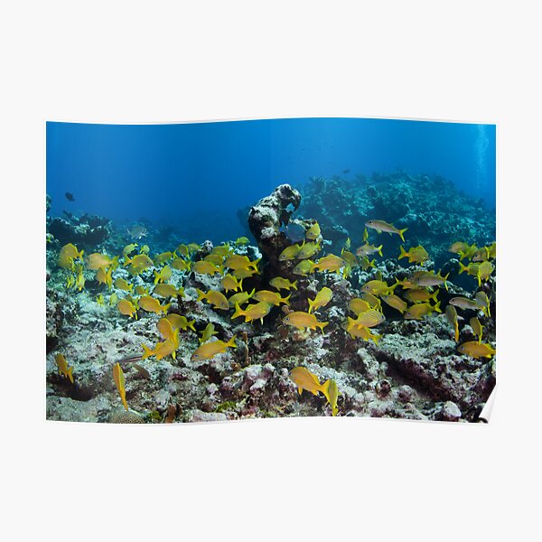 Lots of Yellow fish Poster