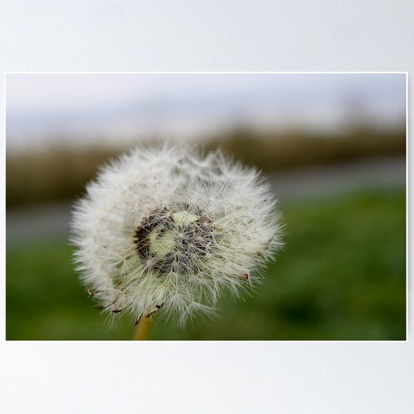 Item preview, Dandelion designed and sold by Jonathon Wilson.