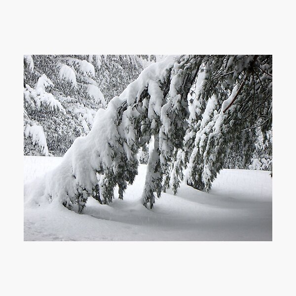 Item preview, Pine Bows (Boughs) designed and sold by clizzio.