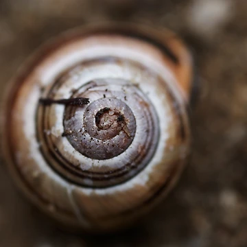 Vorschaubild zum Design Shell von Greg Webb