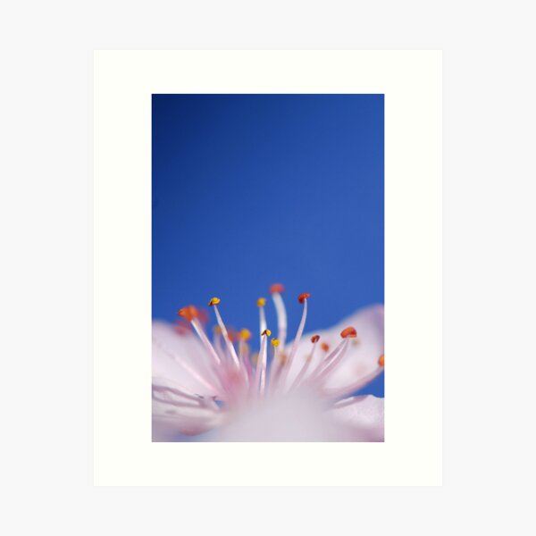 Blossom | pink on blue Art Print