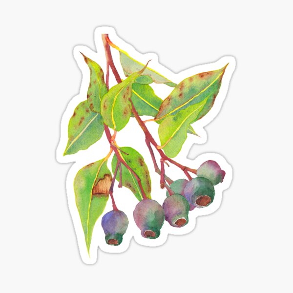 Item preview, Gumnuts - Watercolour designed and sold by Zoya Makarova.