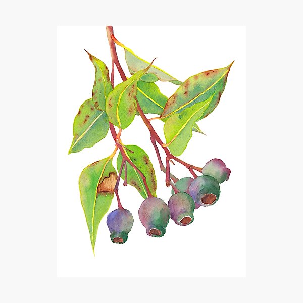Gumnuts - Watercolour Photographic Print