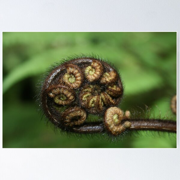 Item preview, New Zealand Koru designed and sold by hedgie1.