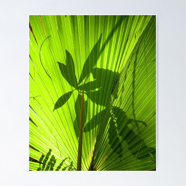 Item preview, Palm Leaf Silhouettes designed and sold by Rosalie Scanlon.