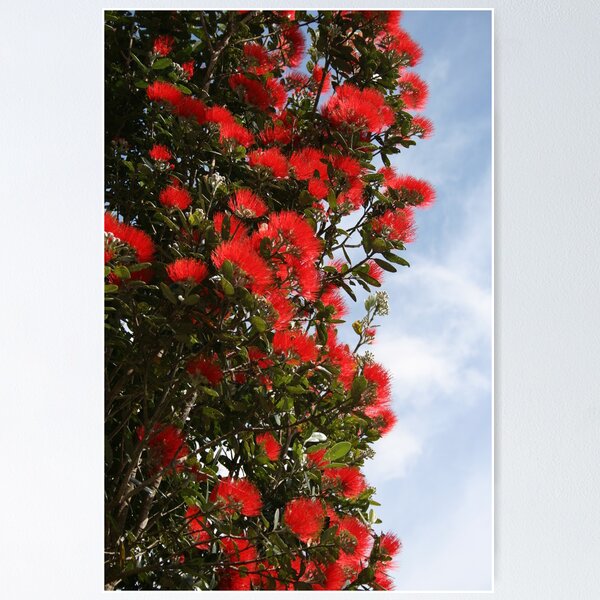 Item preview, Pohutukawa Tree designed and sold by hedgie1.