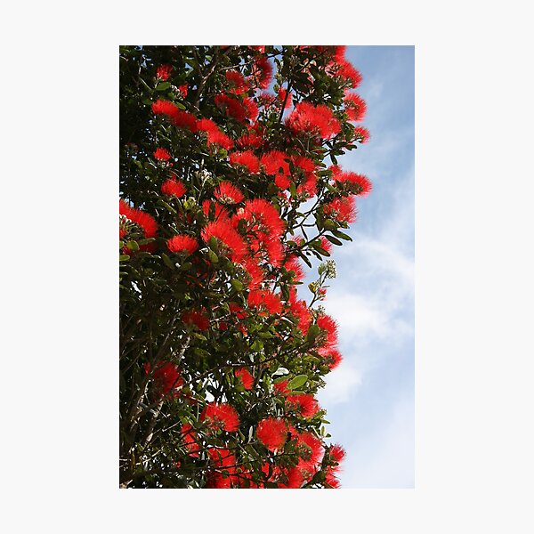 Item preview, Pohutukawa Tree designed and sold by hedgie1.