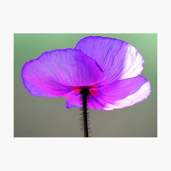 Item preview, Purple passion designed and sold by SKNickel.