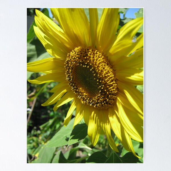 Artikelvorschau, Sun flower entworfen und verkauft von LillyDigi.