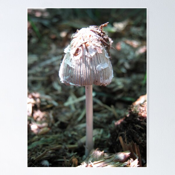 Item preview, Ink Cap Fungi. designed and sold by LillyDigi.