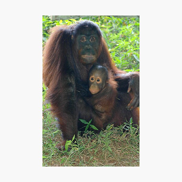 Sumatran Orangutan 1 Photographic Print