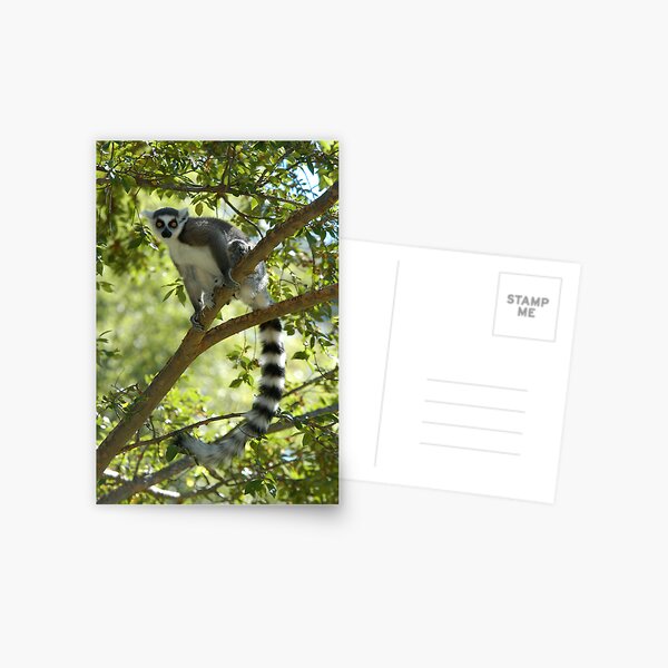 Ring-tailed Lemur 2 Postcard