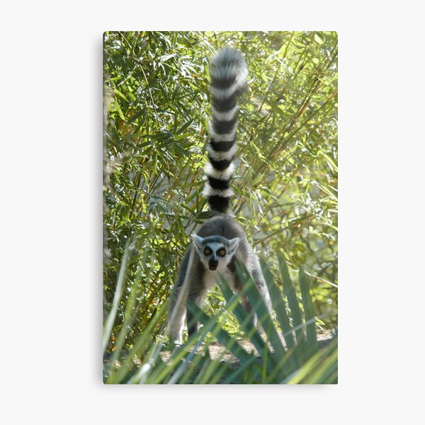 Ring-tailed Lemur 1 Metal Print