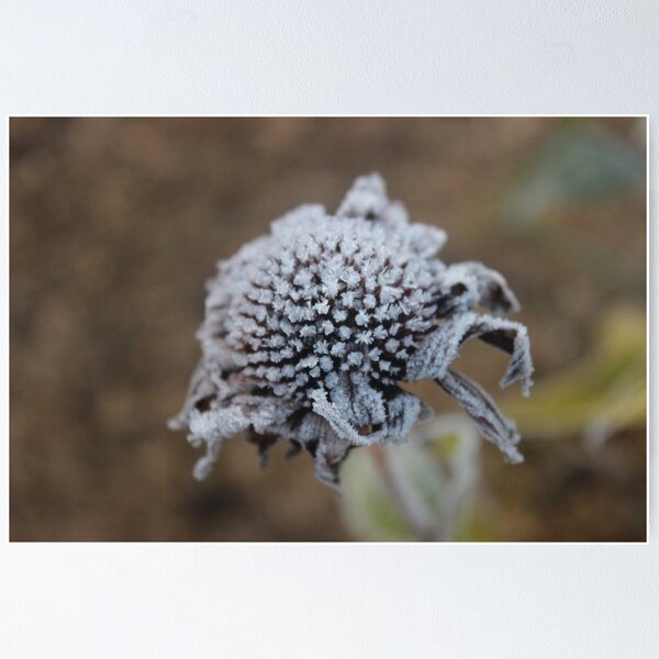Item preview, First frost designed and sold by Feyacvetov.