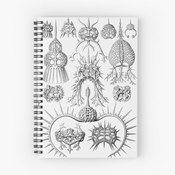 Item preview, Ernst Haeckel - Spyroidea designed and sold by ShaMiLaB.