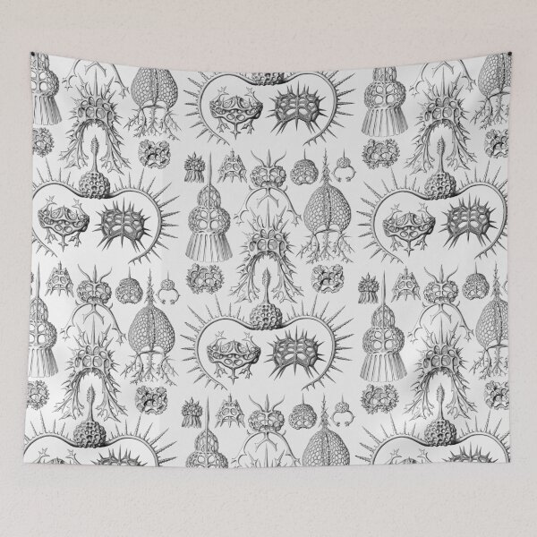 Item preview, Ernst Haeckel - Spyroidea designed and sold by ShaMiLaB.