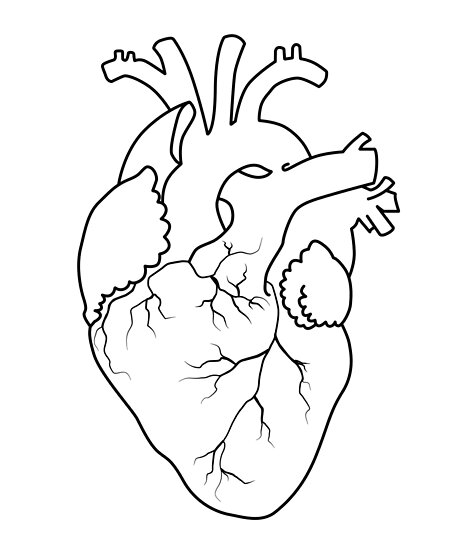 Real Heart Drawing Outline