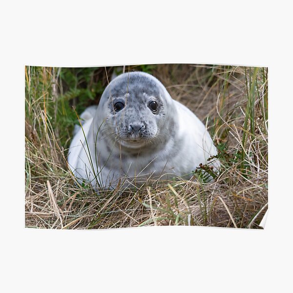 Grey Seal Pup Poster