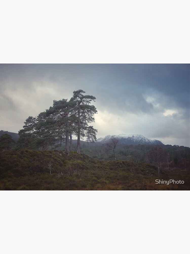 Thumbnail 7 of 7, Framed Art Print, Old Trees designed and sold by ShinyPhoto.