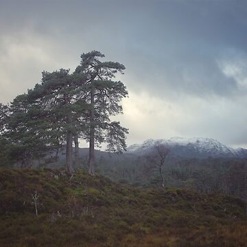 Artwork thumbnail, Old Trees by ShinyPhoto