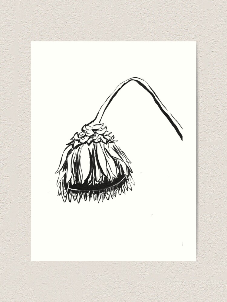 "Drooping Sunflower Ink Drawing" Art Print by studiosunbear Redbubble