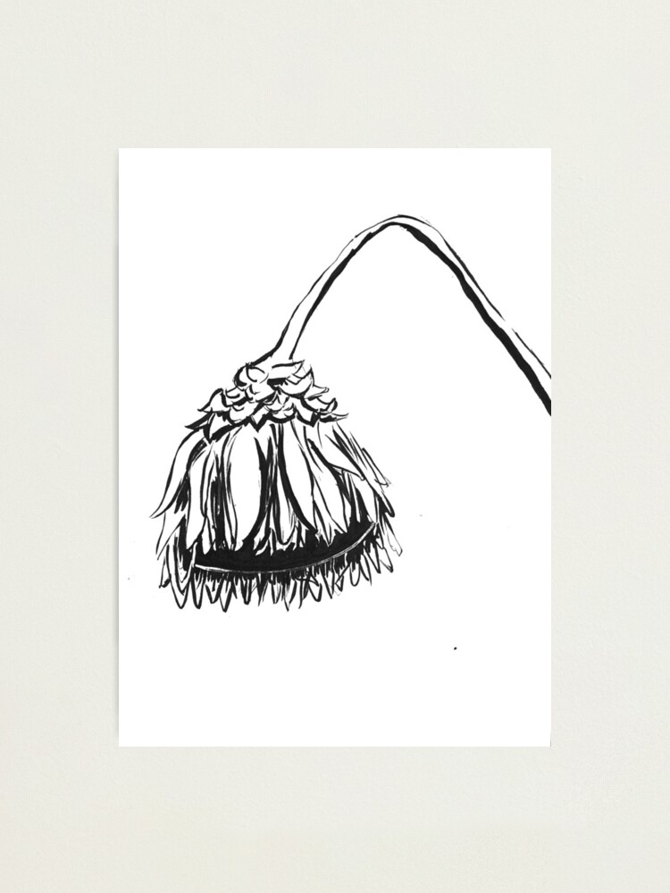 "Drooping Sunflower Ink Drawing" Photographic Print by studiosunbear