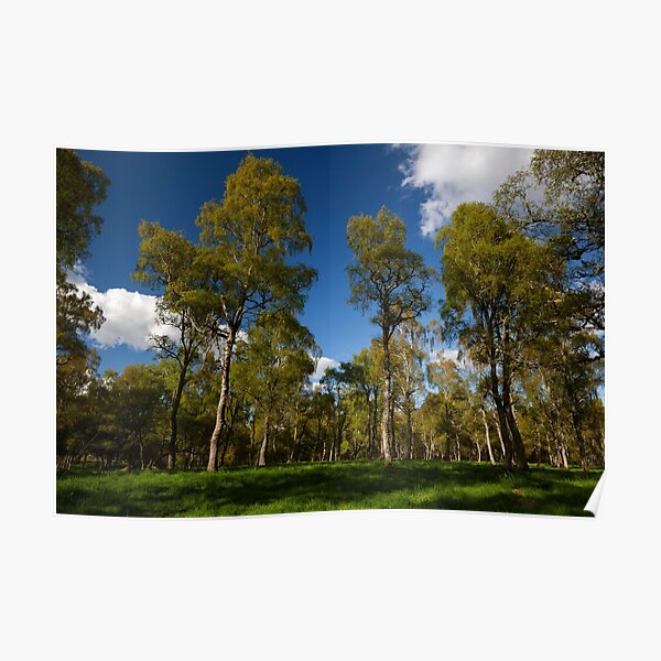 birch trees, dinnett Poster