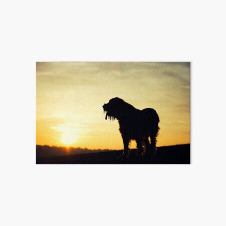 Sunset lookout Spinone Art Board Print