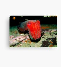Giant Cuttlefish Canvas Print