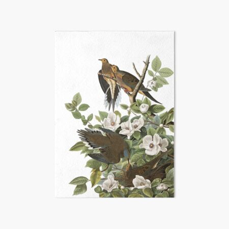 Vista previa del artículo con la obra «Paloma de luto - John James Audubon», diseñado y vendido por billythekidtees.