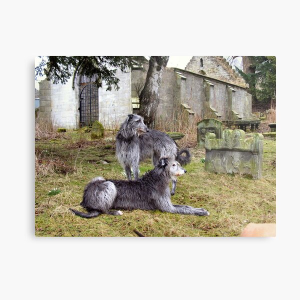 deerhound song Metal Print