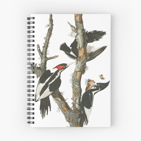 Item preview, Ivory-billed Woodpecker - John James Audubon designed and sold by billythekidtees.