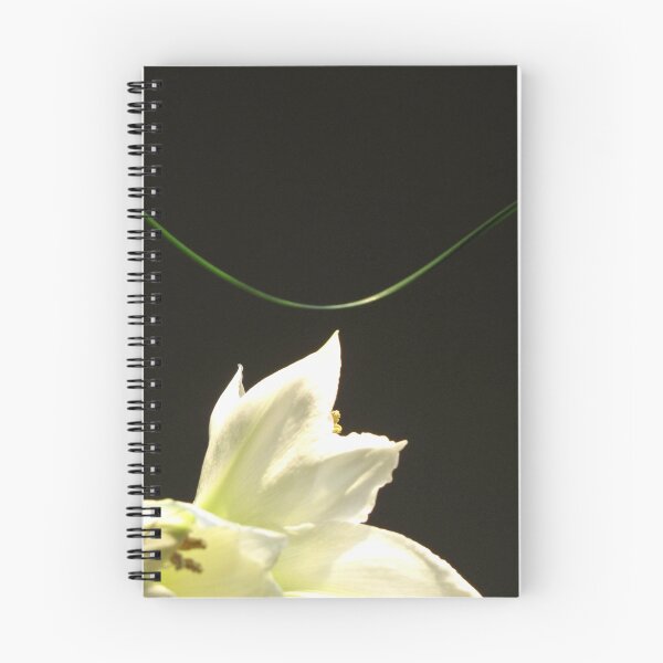 Item preview, Amaryllis No 29 designed and sold by ArtOfE.