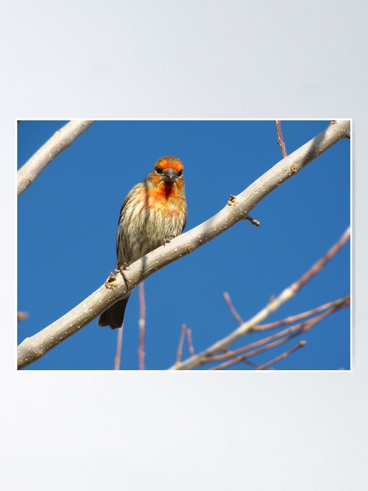 House Finch (Orange Variant) Male Poster