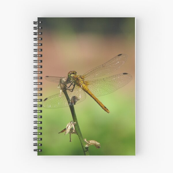 Item preview, Jewel-winged beauty designed and sold by Elena Skvortsova.