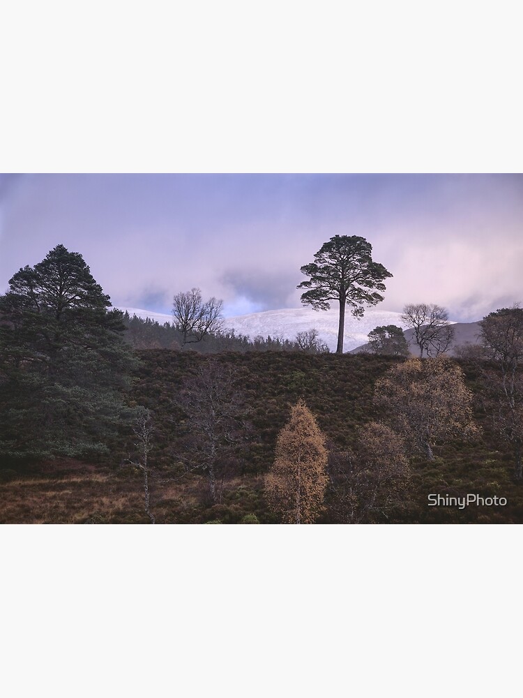 Caledonian Forest: Trees by ShinyPhoto