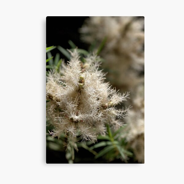 Item preview, White Fireworks designed and sold by Joy Watson - Natural Light Photography .